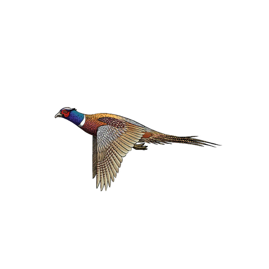 Ringneck Pheasant STICKER