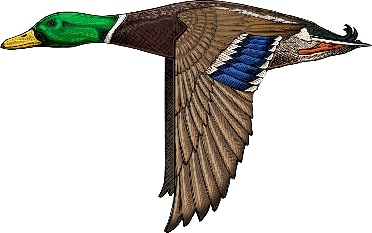 Mallard duck STICKER